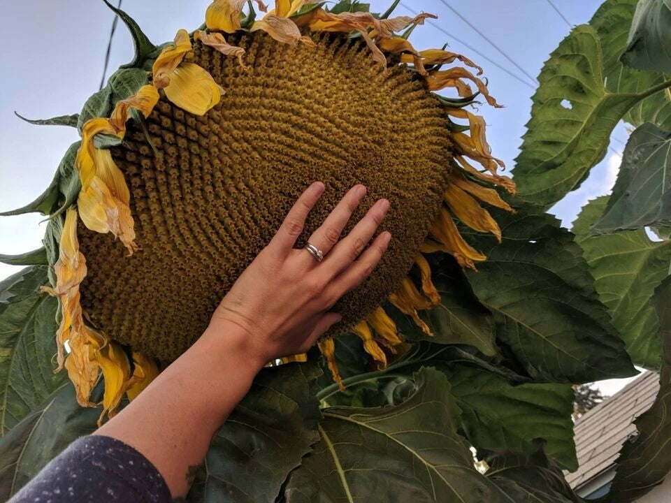 Mammoth Grey Stripe Sunflower Seeds - 10+ Large Giant Sunflower Seeds - Helianthus annuus - Fresh Gardening Supplies