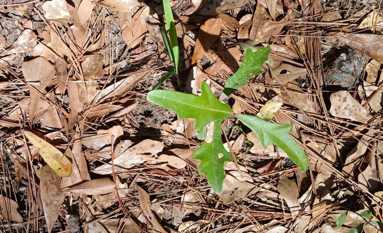 Water Oak Seedlings 10-Pack 6"-12" Tall Quercus nigra Native Southern Alabama Trees