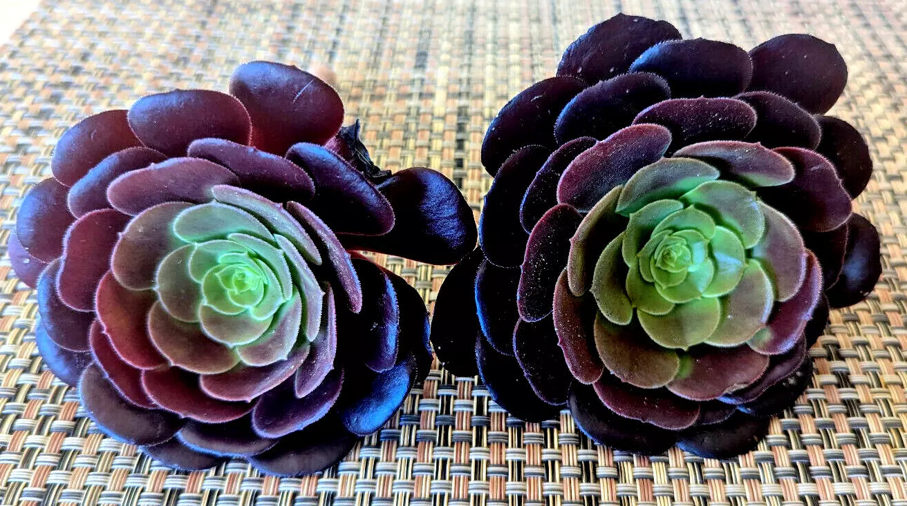 AEONIUM "BLACK ROSE" Cuttings - 3" Diameter - 2 Pack - Succulent Plant Cuttings - Indoor/Outdoor Garden Decor