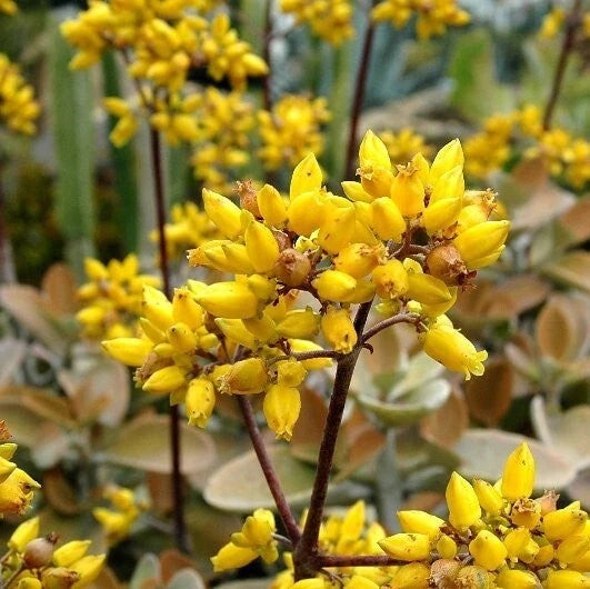 Kalanchoe 'Copper Spoons' 4" Bare Root Succulent, Bronze Velvet Leaves, Kalanchoe tomentosa