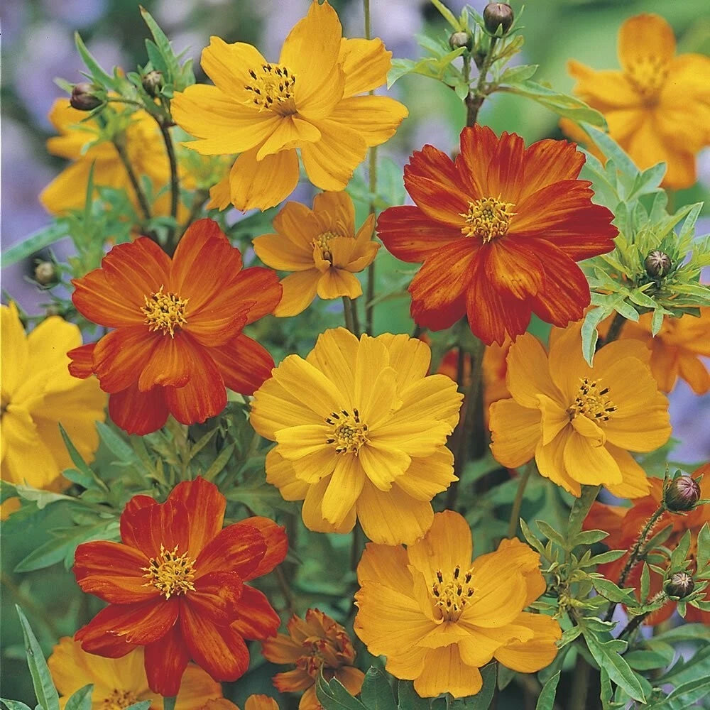 Ladybird Cosmos Seeds - 200+ Pack for Garden Planting - Flower Seeds for USA Gardens - Cosmos bipinnatus