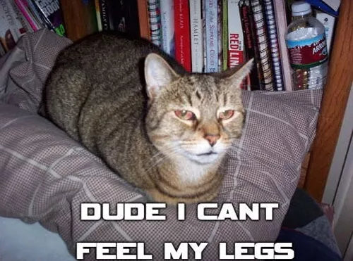 Catnip Seeds - 1000+ Non-GMO Heirloom Perennial Herb - Bug Repelling - Nepeta cataria