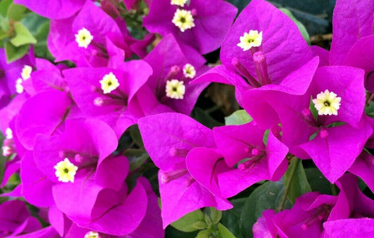 Bougainvillea Starter Plant | Small Well Rooted | Elizabeth Angus Variety | Very Rare Bougainvillea