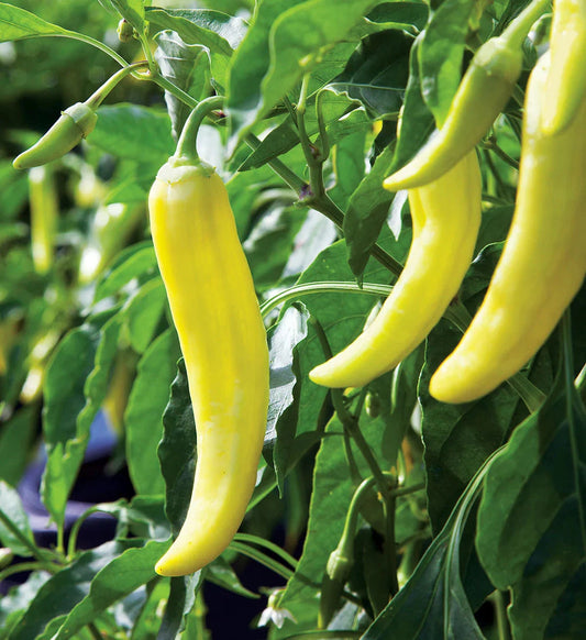 Banana Pepper Seeds - 500 Scoville Mild Yellow Pepperoncini - Perfect for 2025 Planting - Capsicum annuum