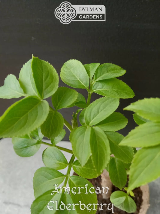 American Elderberry Plants - 8 to 10 inches - Sambucus canadensis - Live Dormant Plants for Garden or Landscape