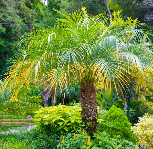 15 Pygmy Date Palm Seeds - Dwarf P. Roebelenii - Indoor Houseplant, Easy Care, Free Shipping