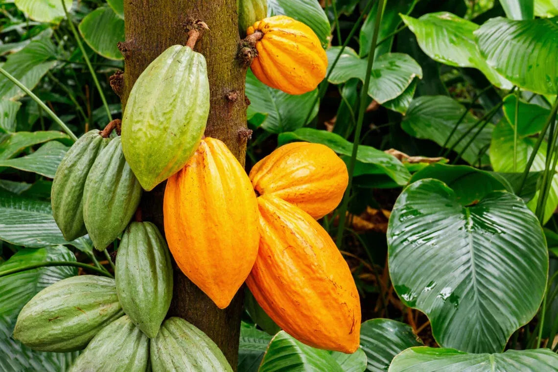 Cacao Tree Seeds for Planting - Wet Cocoa Seeds - Rare Exotic Varietals - Theobroma cacao