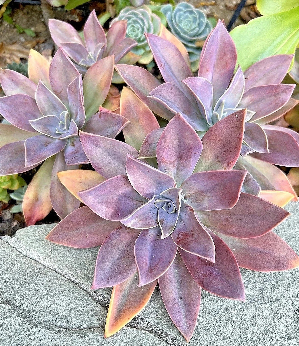 4 Inches Live Rare Succulent Graptoveria Fred Ives 4-Inch Live Plant for Home Decor ...
