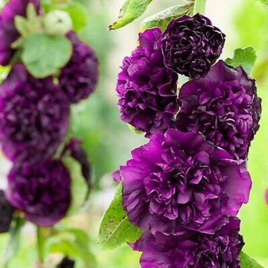 25 Double Dark Purple Hollyhock Seeds - Perennial Flower Seeds - Alcea rosea - US Seller