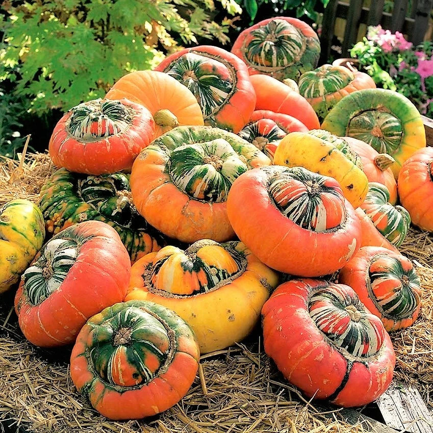 Turk's Turban Pumpkin Seeds | Turkish Color Cap Hat Pumpkins | Vegetable Seed 2025 | Cucurbita maxima