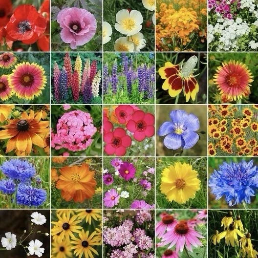 Midwest Wildflower Seed Mix 250g - 23 Varieties, Attracts Pollinators & Hummingbirds, Native Plants