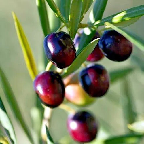 Canino Olive Tree Seeds - 10 Pack - Olea europaea - European Common Edible Fruit Plant