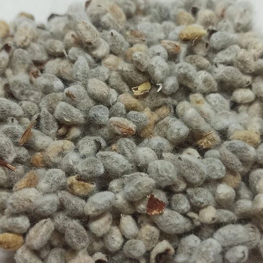 American White Cotton Seeds - 500 Count, Gossypium Hirsutum, Fuzzy Seed, USA Grown