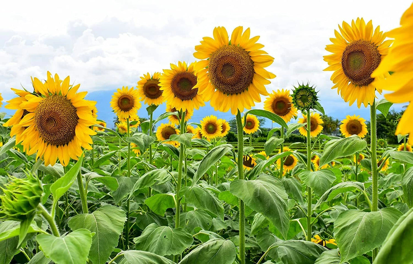 Mammoth Sunflower Seeds - 250 Count - Giant Yellow Flowers - Helianthus annuus