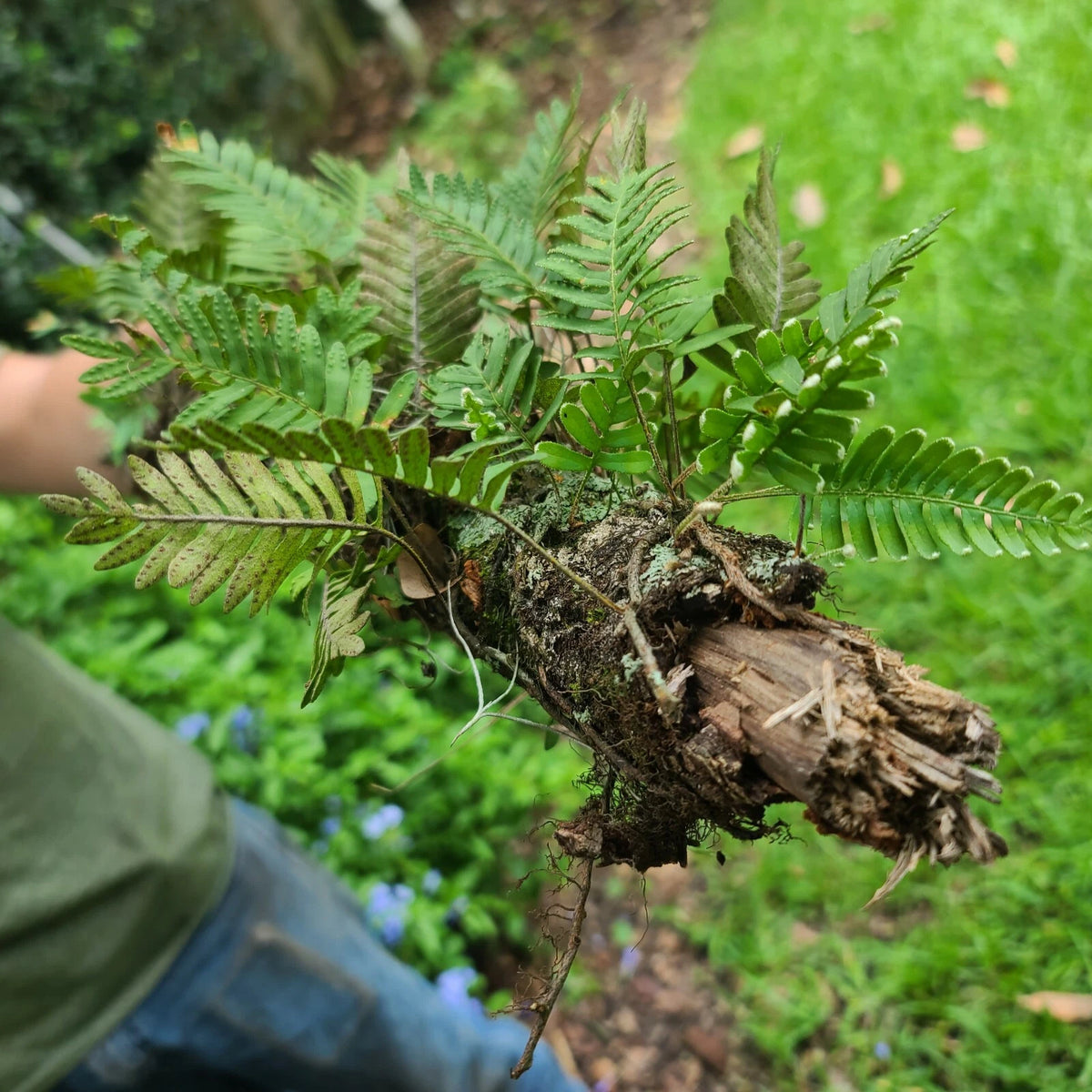 Live Resurrection Fern on Stick Plant Terrarium (Polypodium polypodioides) 12"