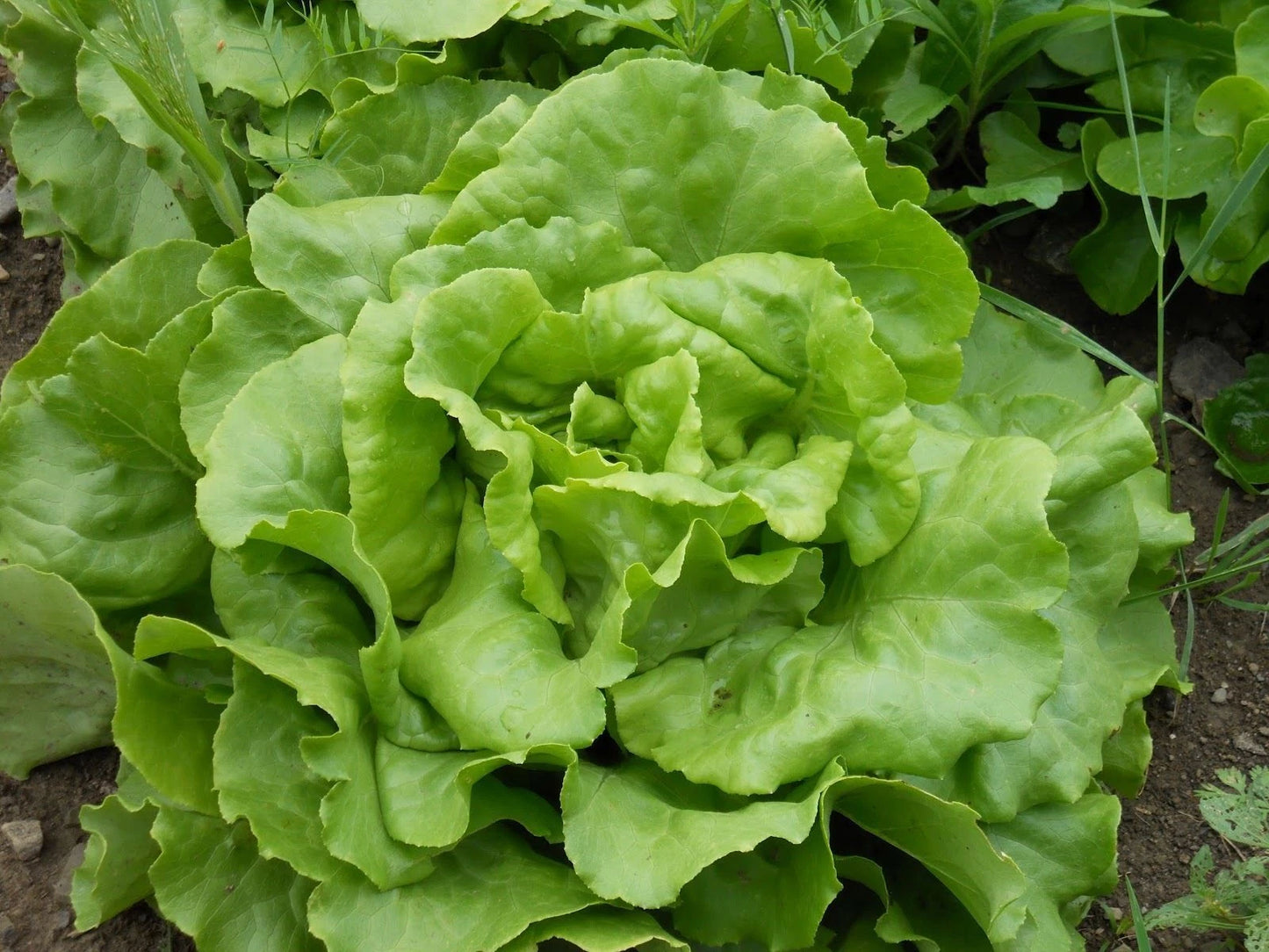 Bibb Butterhead Lettuce Seeds - Fresh Heirloom Seed Pack - Lactuca sativa
