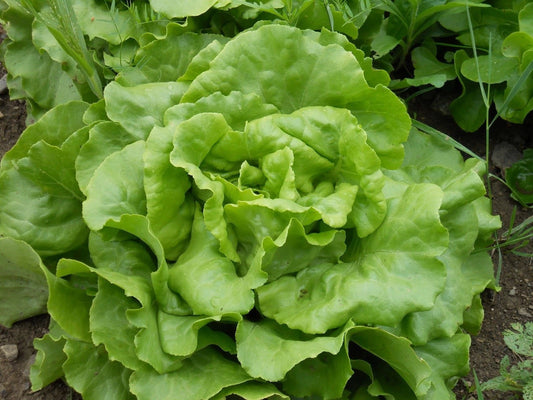 Bibb Butterhead Lettuce Seeds - Fresh Heirloom Seed Pack - Lactuca sativa