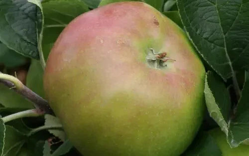 Jacques Lebel Apple Seeds - 25+ Organic Seeds for Garden Planting - Malus domestica - USA Made - Free Shipping