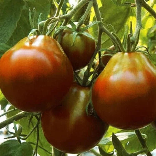 Black Truffle Tomato Seeds - 100+ Indeterminate Vegetable - Pear Shaped Fruit - Solanum lycopersicum