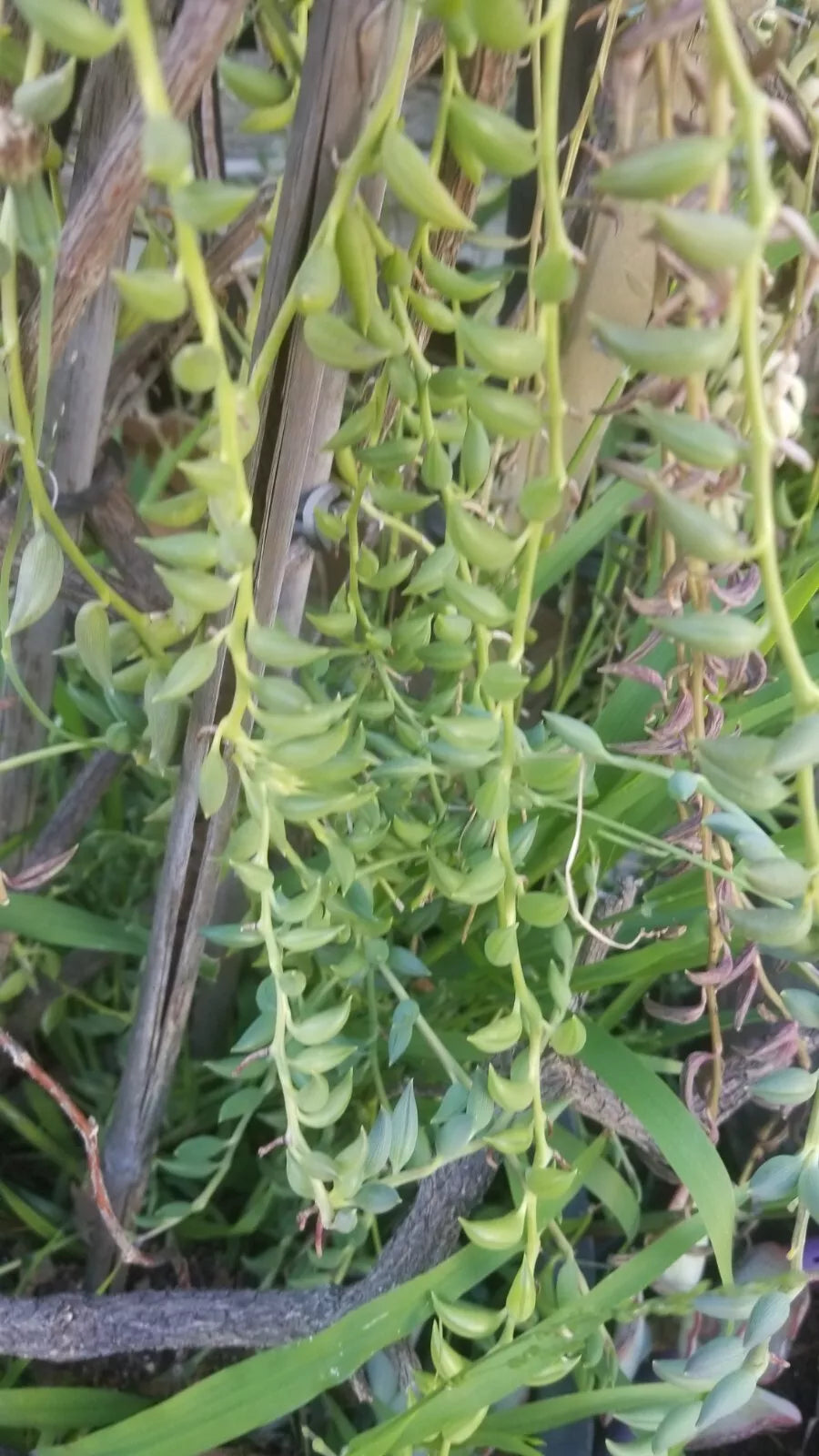 succulent banana plant care String of Bananas Cuttings - 5 Pack - Senecio radicans