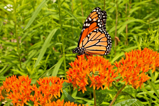 Milkweed Seeds 100 Count, Asclepias tuberosa, Orange Butterfly Weed, Easy to Grow, Native Pollinator Plant