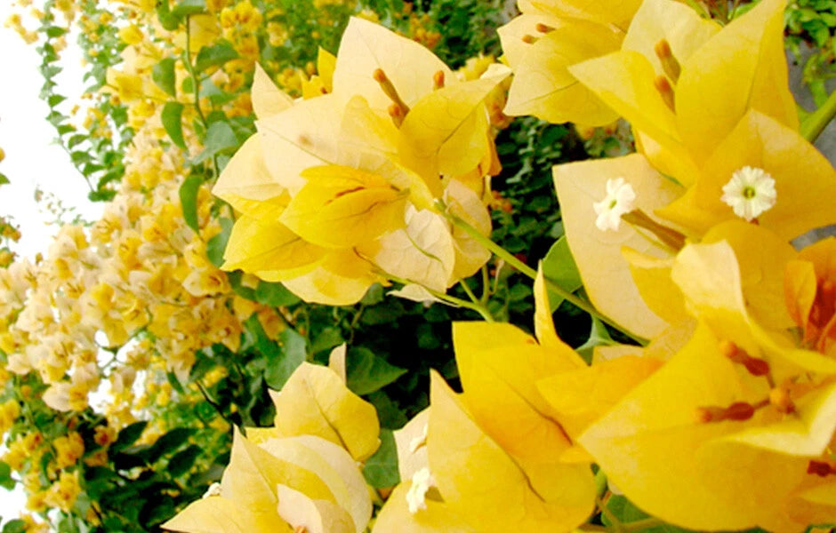 Bougainvillea Starter Plant - Gold Variety - Well Rooted Live Plant - Bougainvillea glabra
