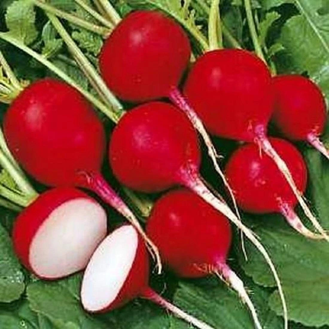 Cherry Belle Radish Seeds - 600 Heirloom Organic Non-GMO - Raphanus sativus
