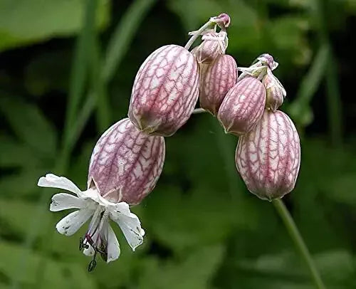 Bladder Campion Seeds - 50 Pack - Silene vulgaris - Heirloom Flower Seeds for Garden Planting