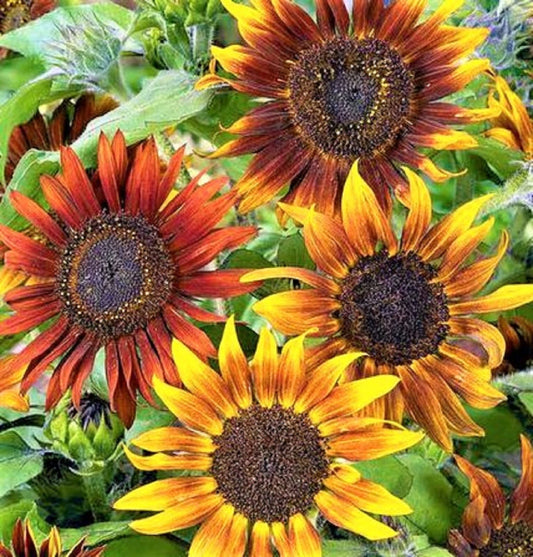Mardi Gras Sunflower Seeds - 50+ Seeds - Helianthus annuus - Colorful Tall Variety for Vibrant Gardens