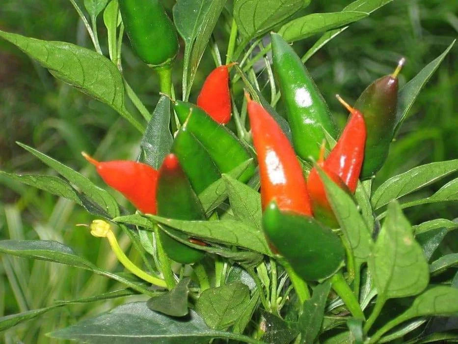 Mirasol Chile Pepper Seeds, New Mexico NUMEX Variety, Ideal for Peruvian Cuisine, Capsicum annuum
