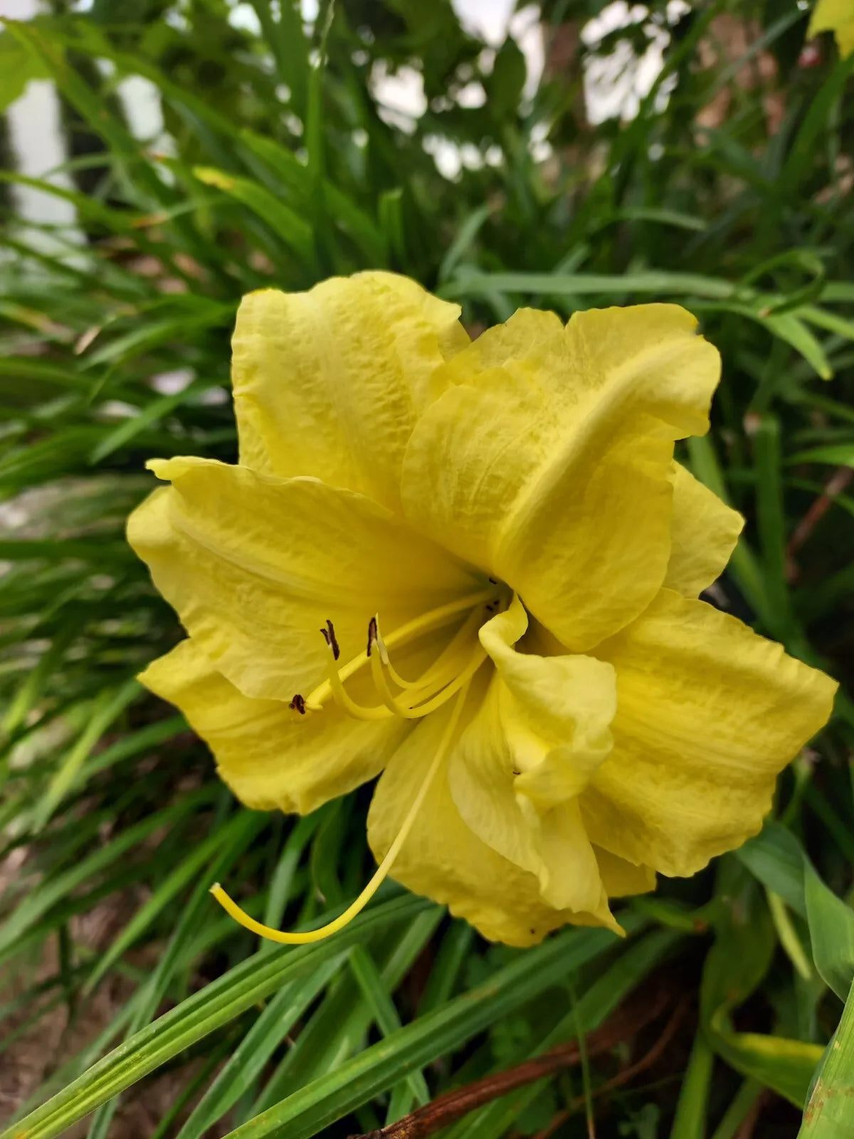 Buttercup Yellow Double Bloom Daylily Plants - Cold Hardy Perennial - Hemerocallis - Zones 3-9