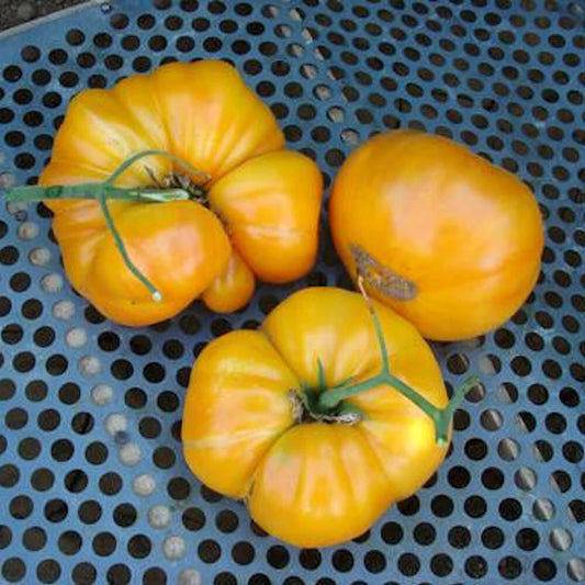 Kentucky Beefsteak Tomato Seeds - 100 Non-GMO Heirloom Seeds for Flavorful Garden (Solanum lycopersicum)