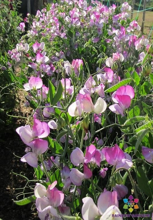 50+ Semi-Dwarf Sweet Pea Seeds - Teresa Maureen Variety - Perfect for Garden - USA Grown - Free Shipping
