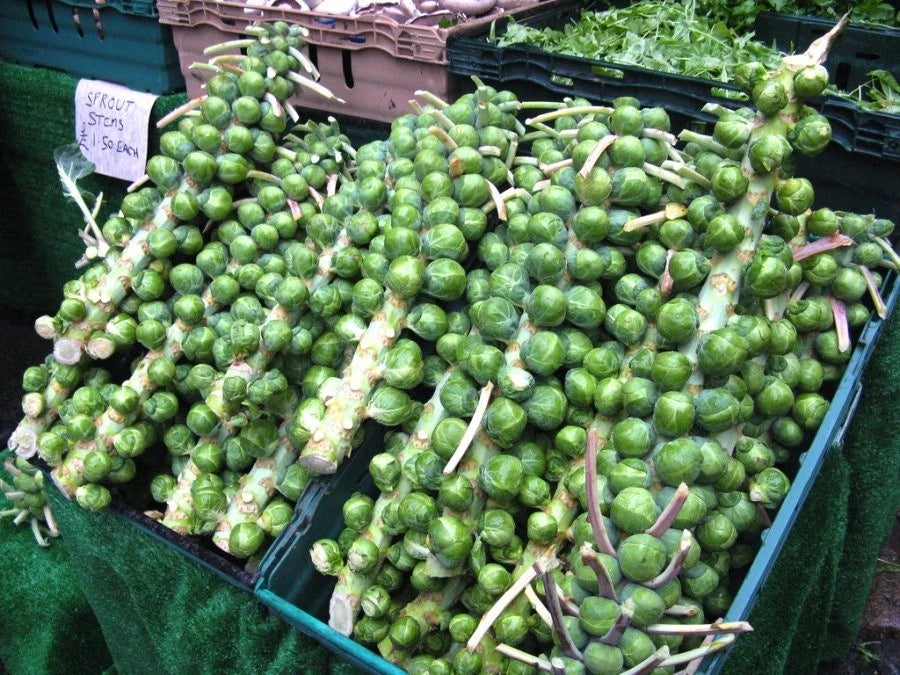Brussel Sprout Seeds - 200 Seeds - Multi-Harvest, Heavy Yielding, Healthful - Brassica oleracea