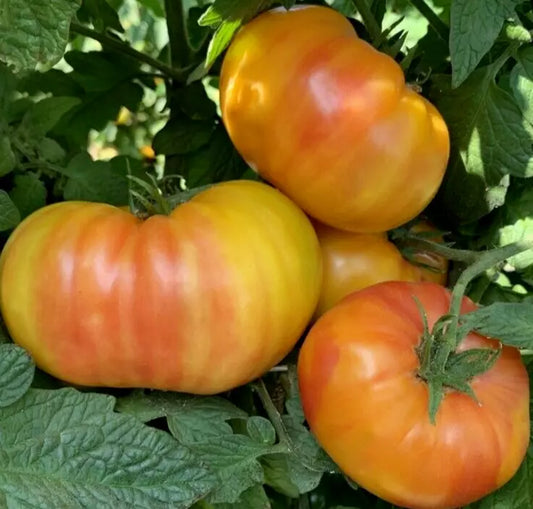 Hillbilly Tomato Seeds 50+ Beefsteak Indeterminate Garden Vegetable Solanum lycopersicum