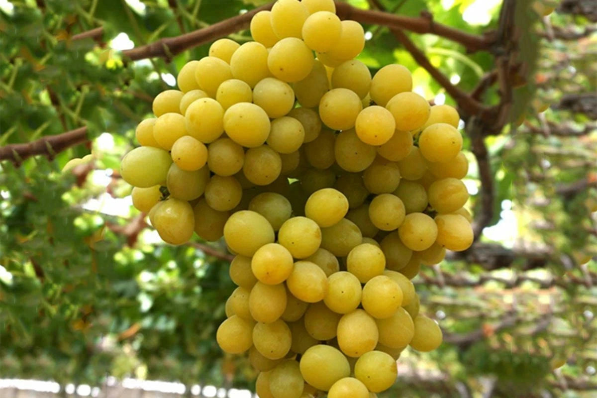 Cotton Candy Grape Cuttings - 3 Easy Rooting or Grafting Cuttings - Vitis vinifera