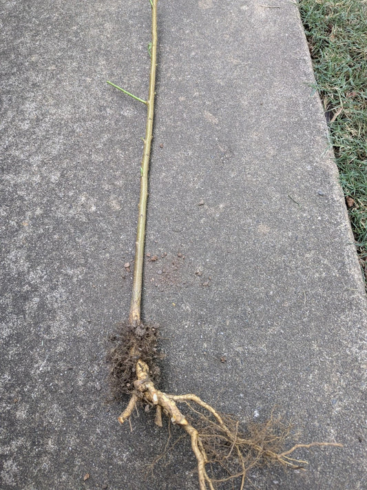 Bare Root Peach Tree for Planting - Prunus persica - Ideal for Home Gardens and Orchard Growth