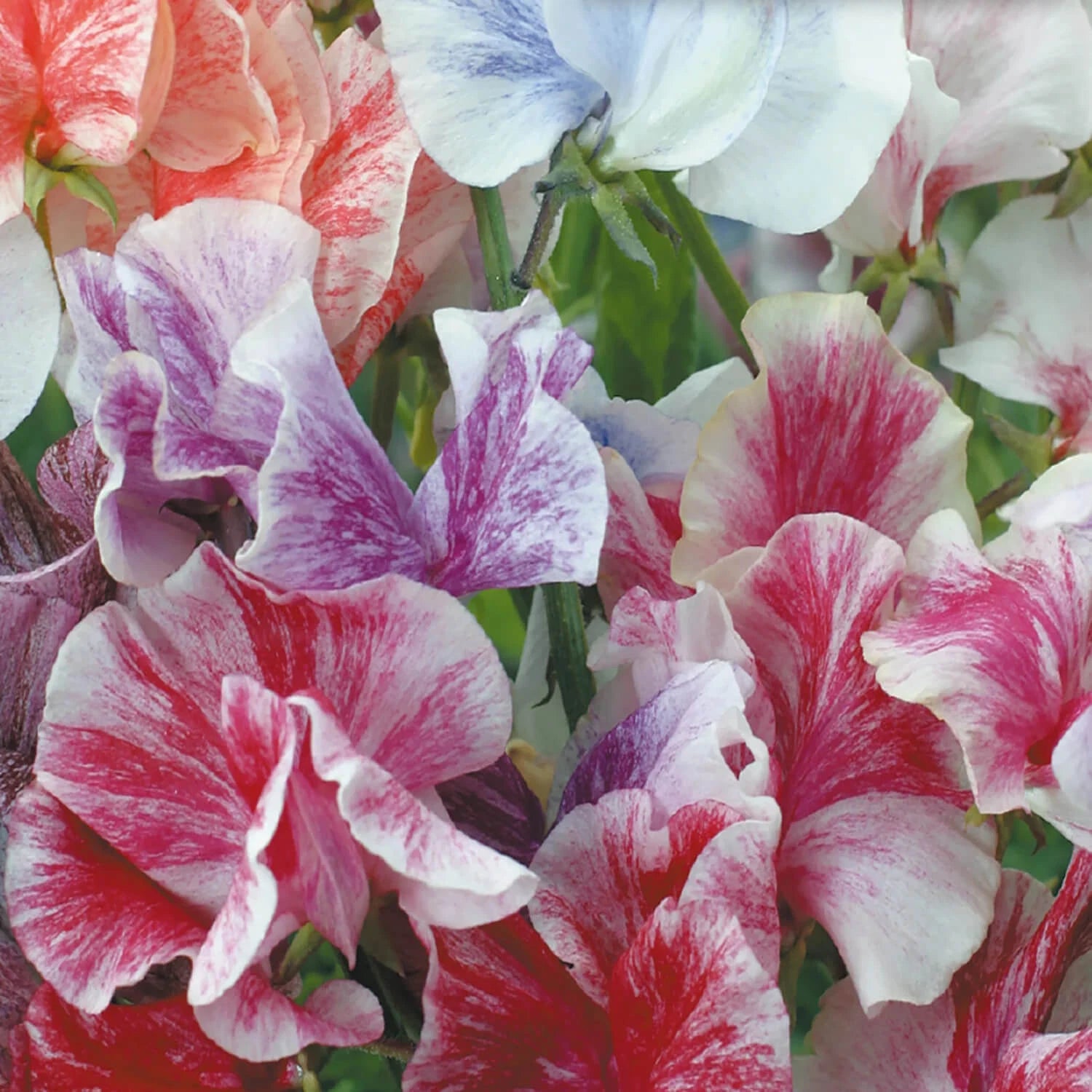 Sweet Pea Seeds | Heirloom Streamer Mix | Flower Seeds | Lathyrus odoratus