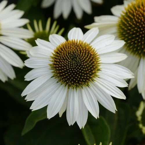 50 Coneflower Seeds - Blanco Echinacea Perennial Bloom - Echinacea purpurea
