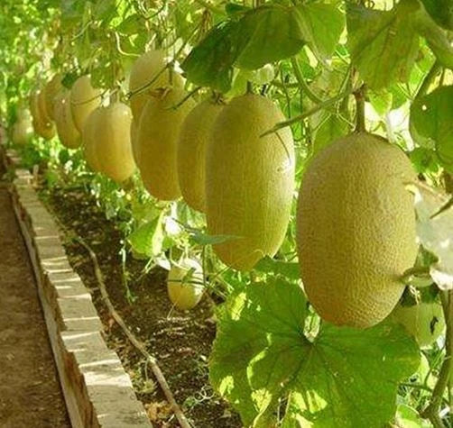 Rare Chinese Hami Melon Seeds - Large 5-7lb Fruits, Sweet & Crunchy, 哈密瓜 - 20 Seeds for Home Gardening