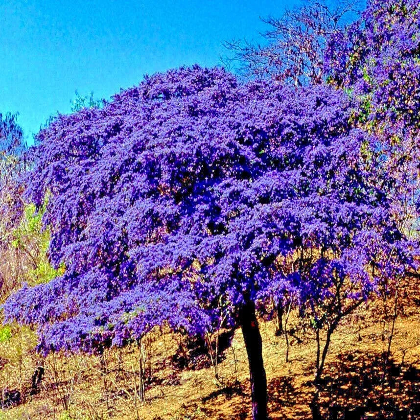 Lignum Vitae Tree Seeds - 10 Exotic Hard Wood Seeds - Guaiacum officinale - Rare Plant Variety
