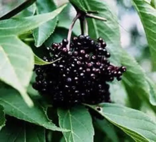 Black Elderberry Cuttings, 5+ Organic Cuttings, Medicinal Variety, Sambucus nigra