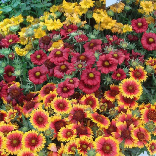 Blanket Flower Seeds - SINGLE MIX Gaillardia Perennial for Butterflies - Non-GMO - 100 Seeds