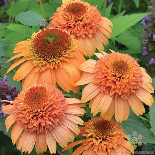 Cantaloupe Rudbeckia Seeds - 200+ Pack for Garden Planting - Black-eyed Susan (Rudbeckia hirta) - USA