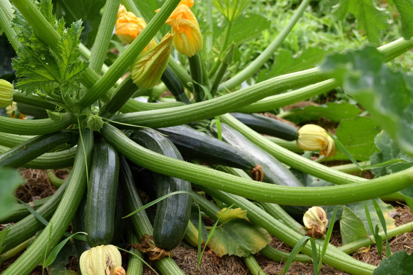 Black Beauty Zucchini Seeds - 10 Pack - Dark Green Summer Squash - Cucurbita pepo