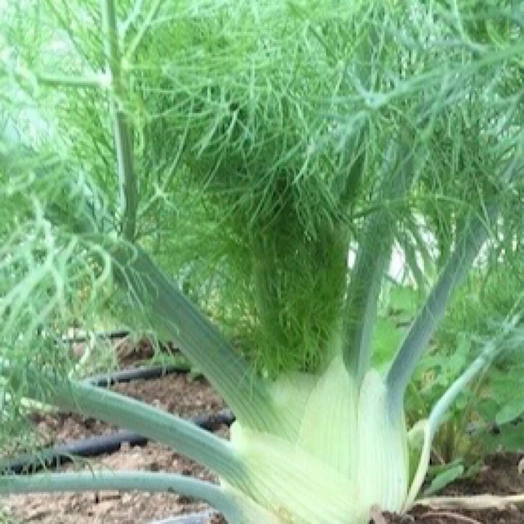 200+ Florence Fennel Seeds, Herb Garden Seeds, Foeniculum vulgare, USA Grown