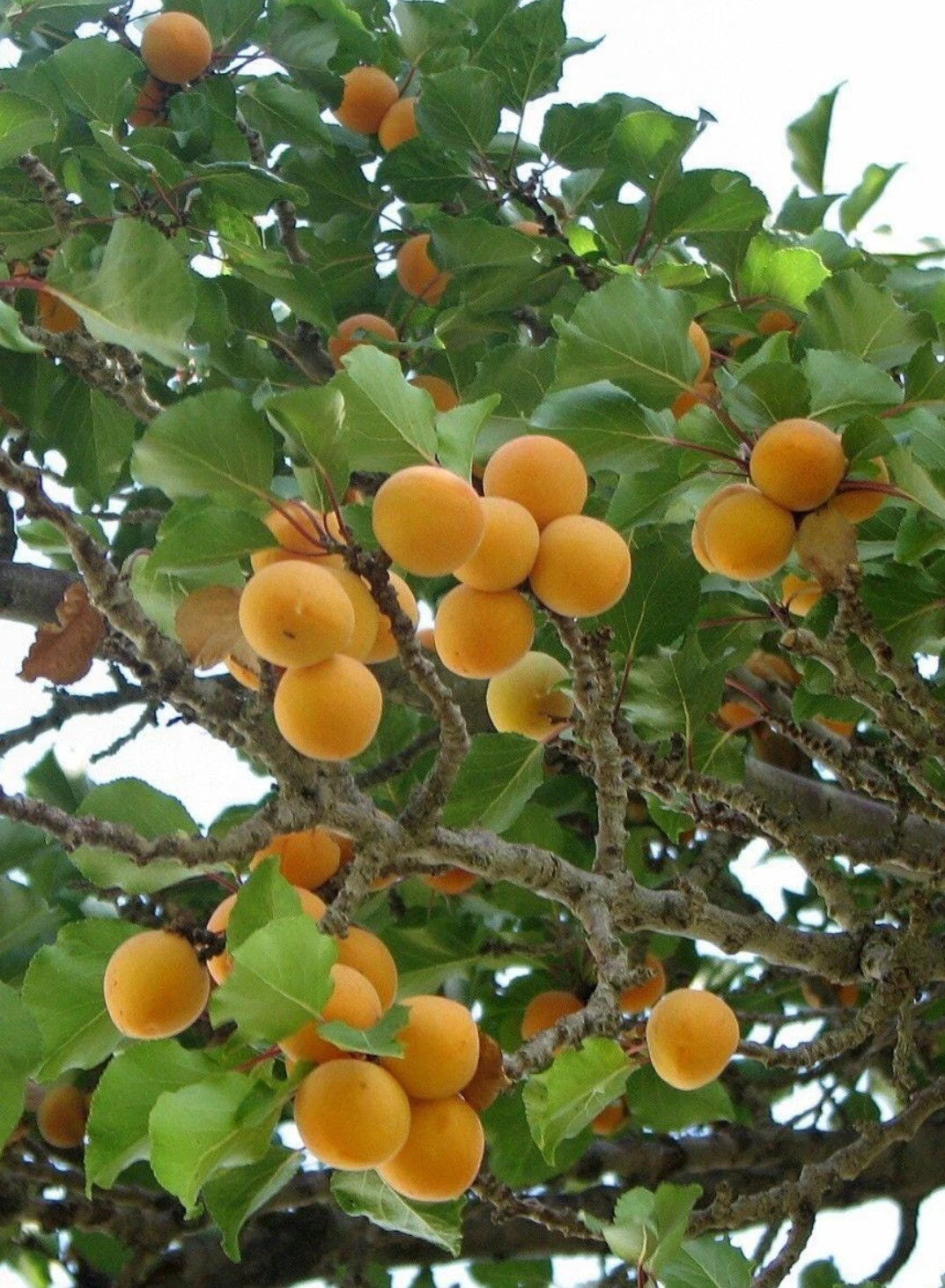 Apricot Tree Cuttings for Rooting and Grafting - Prunus armeniaca, Healthy Fruit Tree Starts
