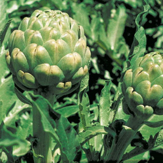 Artichoke Seeds 20 Count Green Globe Variety Overwinters in Mild Climates Cynara scolymus