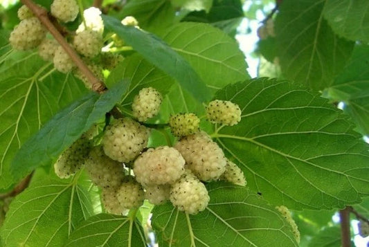 50+ Organic White Mulberry Seeds, Heirloom Variety (Morus alba), USA Harvested, Non-GMO, Plant for Fruit Production