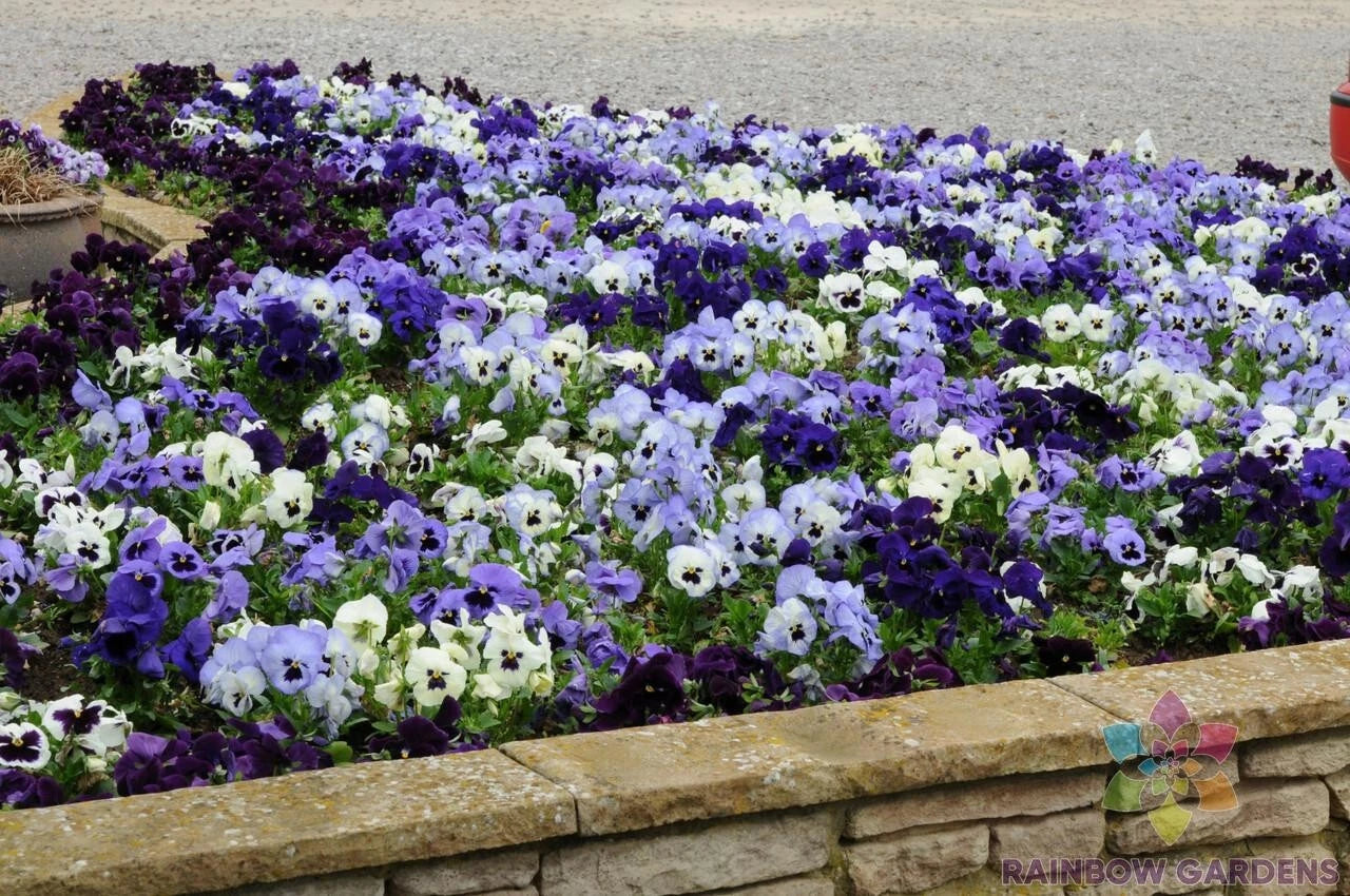 200+ Ocean Breeze Mix Pansy Seeds - Viola - Garden Flower Seeds - Easy to Grow, Colorful Blooms - USA